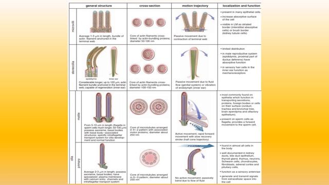 Epithelial Tissue Part 1 смотреть онлайн