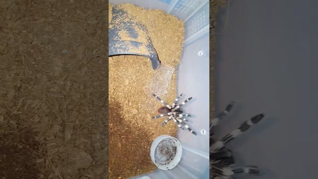 Yet Another 2 Tarantula Molts смотреть онлайн