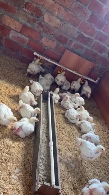 Бройлеры от Кубанской Усадьбы🐤 смотреть онлайн