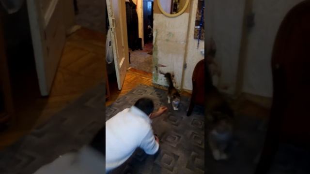 Дэн и его котопёс 2))) смотреть онлайн