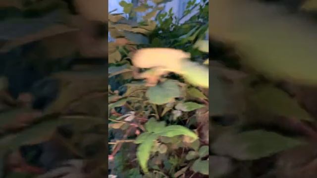 Цикады в саду смотреть онлайн