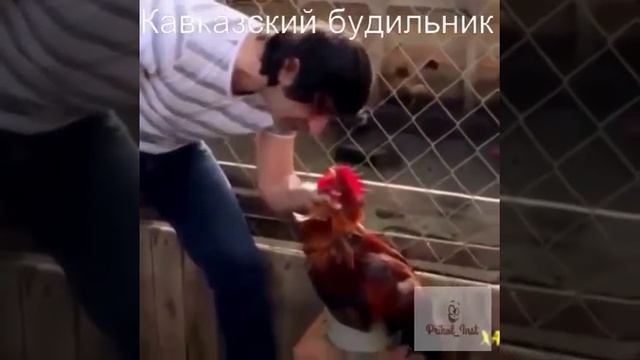 Шок!Петух разбудил сурового кавказца!Давайте узнаем что его ждет смотреть онлайн