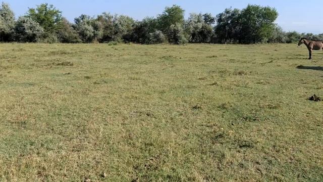 Серая кобыла ожеребилась. Gray mare foaled. смотреть онлайн