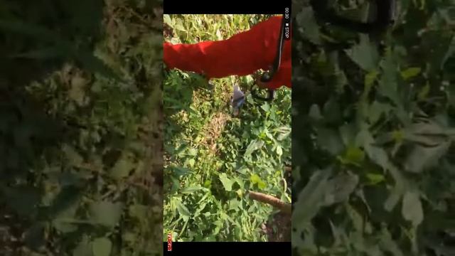 Tokai tl36 brush cutter смотреть онлайн