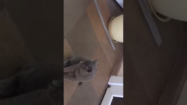 Кот читает смотреть онлайн