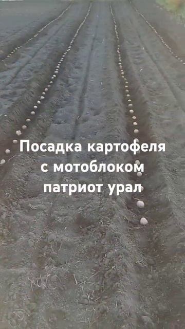 посадка картофеля с мотоблоком патриот урал