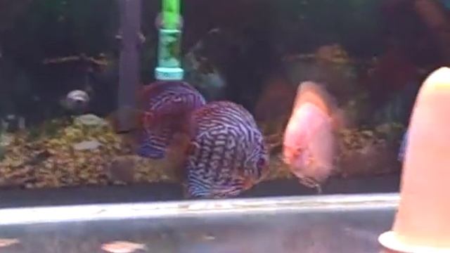 Mosaic leopard discus fish 4" смотреть онлайн