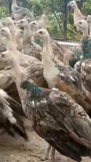 4.5 month black shoulder pairs смотреть онлайн