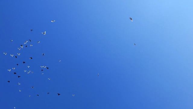 28.07.2024г Голуби Зухринддина ч. 2 г Коломна смотреть онлайн
