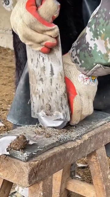 Perfect and smooth trimming of donkey hooves ASMR #asmr #hoof #trimmer смотреть онлайн