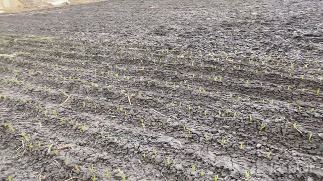 ЧАСНИК ЛЮБАША РАДУЄ😁 смотреть онлайн