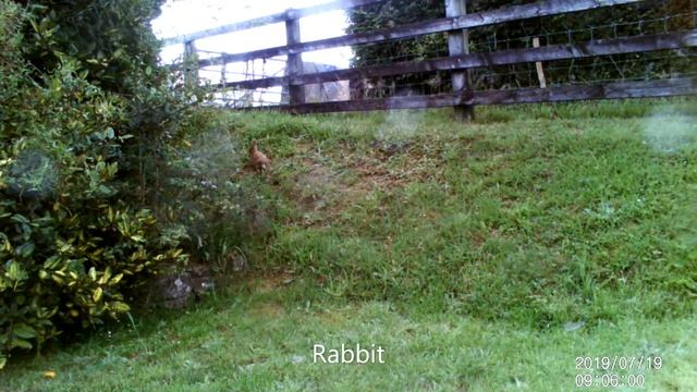Trail Camera Episode 2 (fox, rabbit, stoat, lesser spotted woodpecker, coal tit) - Victure HC200 смотреть онлайн
