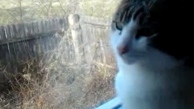 Кот с кем-то разговаривает смотреть онлайн