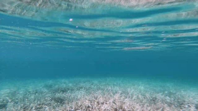 Ζαργάνα | Belone belone | Garfish смотреть онлайн