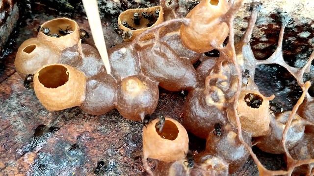 PANEN MADU KLANCENG TRIGONA ITAMA смотреть онлайн