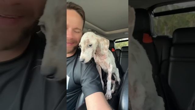 Landy 🐶🚢 se hospedará en el Hotel Rwa Rwauuu 🐶🏨 смотреть онлайн