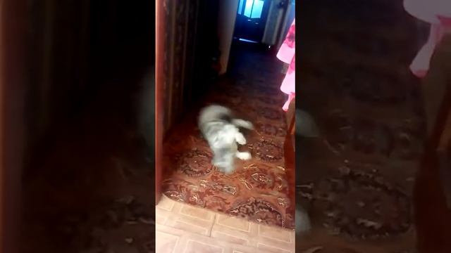 Собака ползает на спине смотреть онлайн