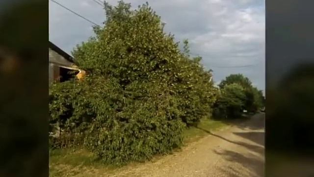 Зелёный мир 2 часть.))) смотреть онлайн