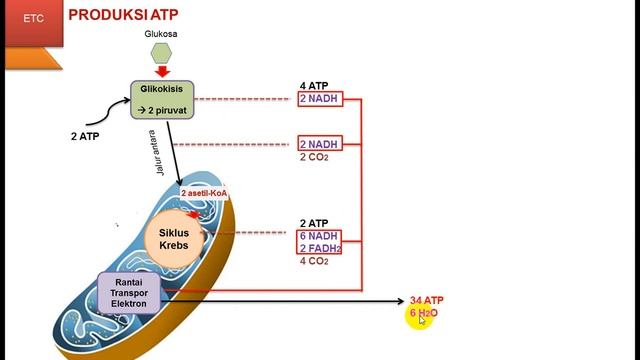 RANTAI TRANSPOR ELEKTRON ‖ Fosforilasi Oksidatif –Kemiosmosis dan Inhibitor RTE смотреть онлайн