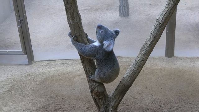 リアルコアラのマーチ てけてけ歩き回るピーター君引っ越しのお知らせ смотреть онлайн