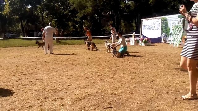 малинуа Талос Бронзовый Витязь(БУБЛИК) ВEST I группы смотреть онлайн