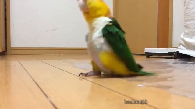 Марширующий попугай