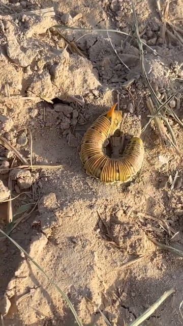 الحشرة الفضائيةـअंतरिक्ष कीट-太空昆蟲-space insect-космическое насекомое смотреть онлайн