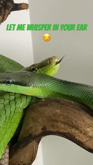 Let me whisper in your ear смотреть онлайн