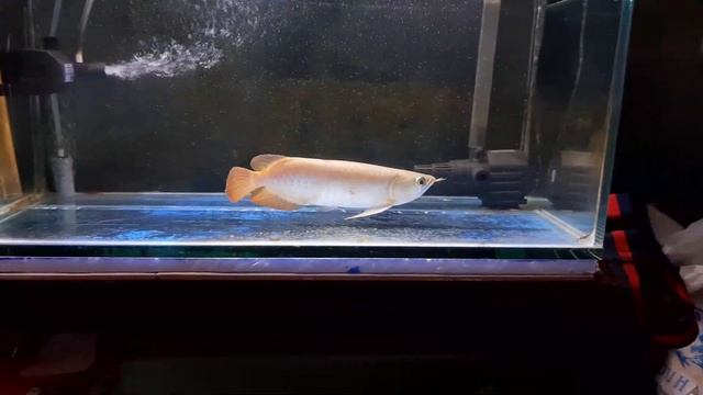 Manfaat Gelembung atau Aerator untuk ikan Arwana смотреть онлайн