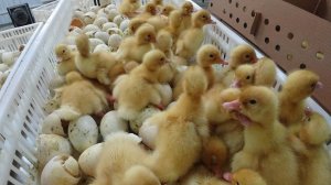 Утка Стар 53