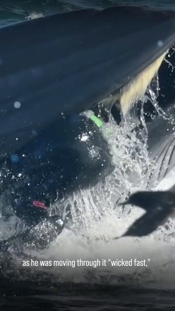 Man In Humpback Whale's Mouth #shorts смотреть онлайн