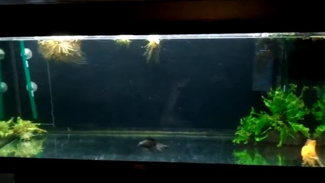 Leon & Antoine in their new 40 gal смотреть онлайн