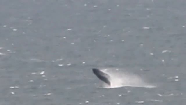 Whale at play :-) смотреть онлайн