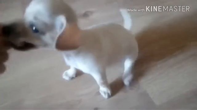 Это мой палец , это уж точно!😅 смотреть онлайн
