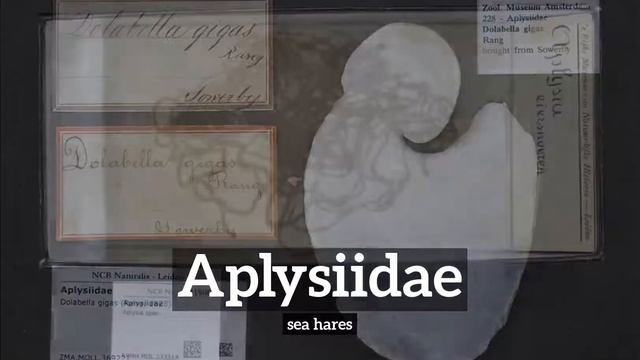 How to Say Aplysiidae in English? | How Does Aplysiidae Look? | What is Aplysiidae? смотреть онлайн