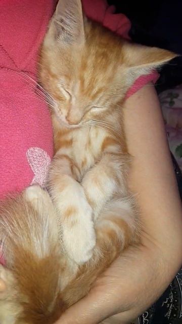 #Shorts Симба чихнул Маленький рыжий 2 месячый котенок Мейн кун спит на ручках и чихает смотреть онлайн
