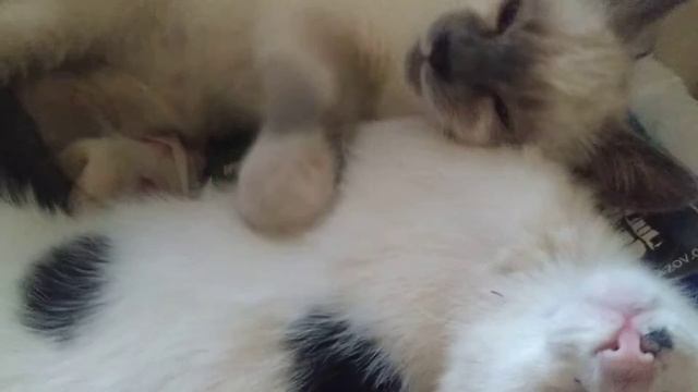 Мы почти проснулись и потягиваемся. смотреть онлайн