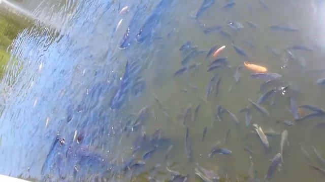 Огромные рыбы смотреть онлайн