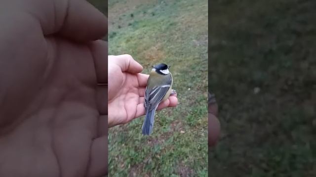 Синица, синичка в руках смотреть онлайн