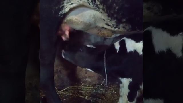 Теленок Нитай пьет молоко у мамы Вринды смотреть онлайн