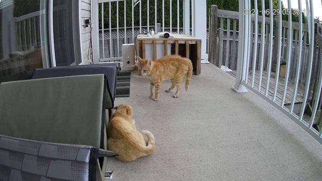 Cat vs Cat Stare Down | Defender Guard смотреть онлайн