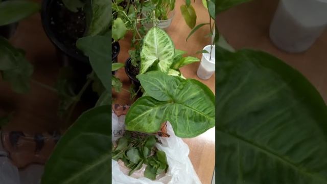 ЦВЕТОЧНЫЙ СВОП сегодня. Что новенького? смотреть онлайн