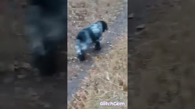 📹 Лесси в осеннем лесу. смотреть онлайн