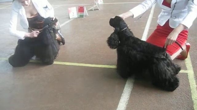 CACIB 23.02.13.Minsk. Сравнение кобелей открытого класса смотреть онлайн
