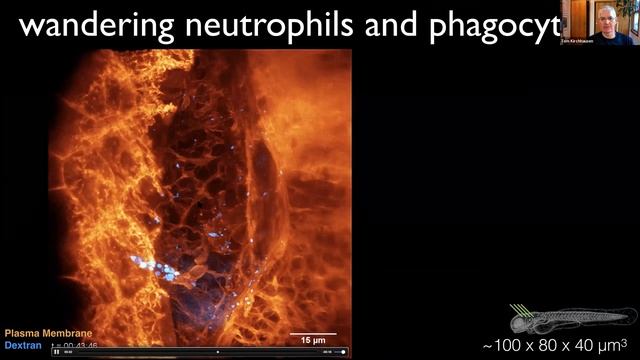 Imaging subcellular dynamics from molecules to multicellular organisms смотреть онлайн