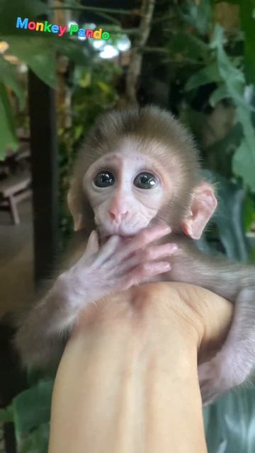 Lisa in her father's arms #monkey #animals #cute #trendingshorts #memes #funny #shorts #shortvideo смотреть онлайн