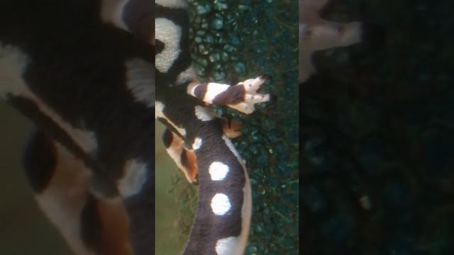 Egg laying Neurergus kaiseri смотреть онлайн
