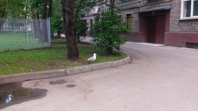 Баклан - 09.06.2017, Рига, двор Бривибас/Ропажу 5 смотреть онлайн