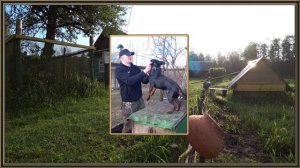 Антоха. Купил хутор на краю болота.