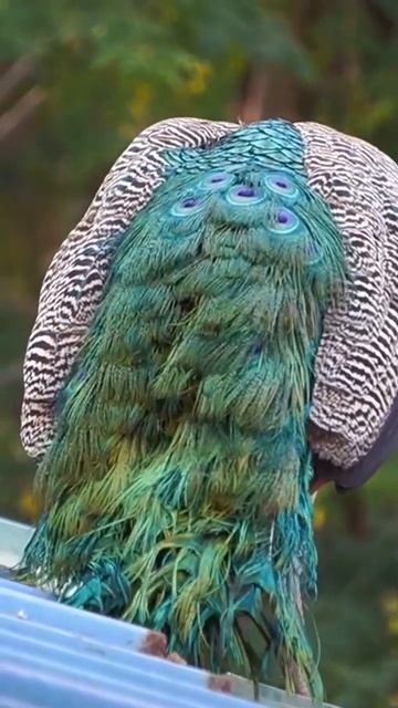 Relax your soul #peacock #nature #photography #videography #shorts #shortsvideo #trending #relax смотреть онлайн